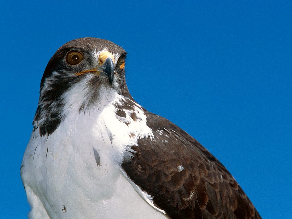 Augur Buzzard